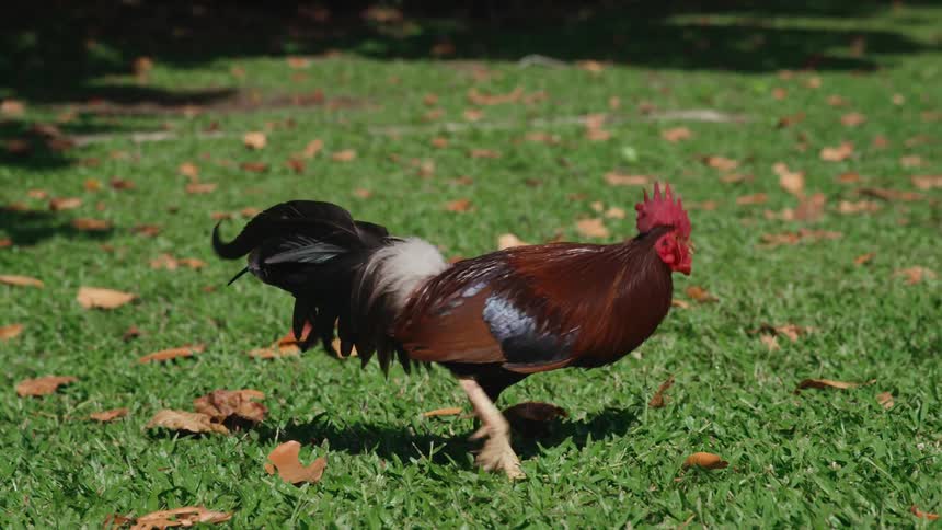 A rooster pecks and walks through the grass around hens toward a driveway
