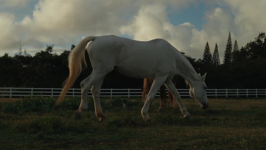 Horses are grazing in a grassland area