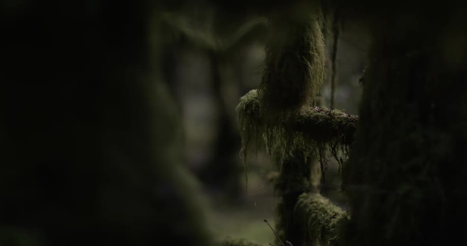 Forest area with trees covered in moss