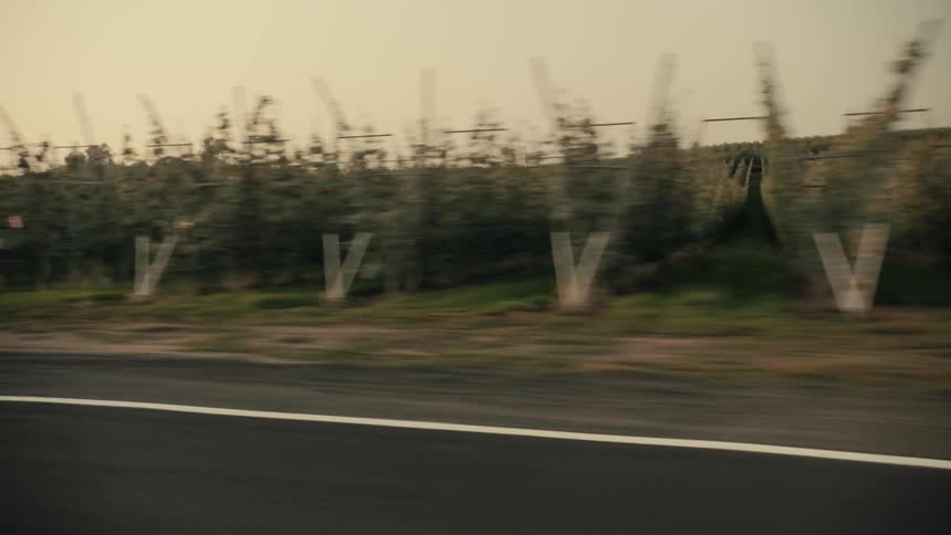 Vehicles pass by the vineyard