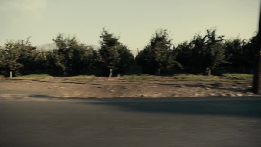 Traveling past rows of fruit trees on a rural road