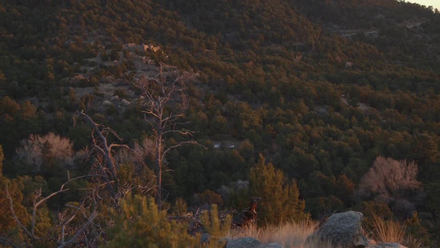 A desert hillside is covered with green shrubs