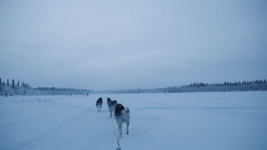 Dogs pull a sled through an open field