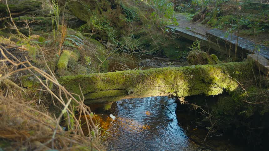 A fallen tree trunk covered in moss runs over a creek
