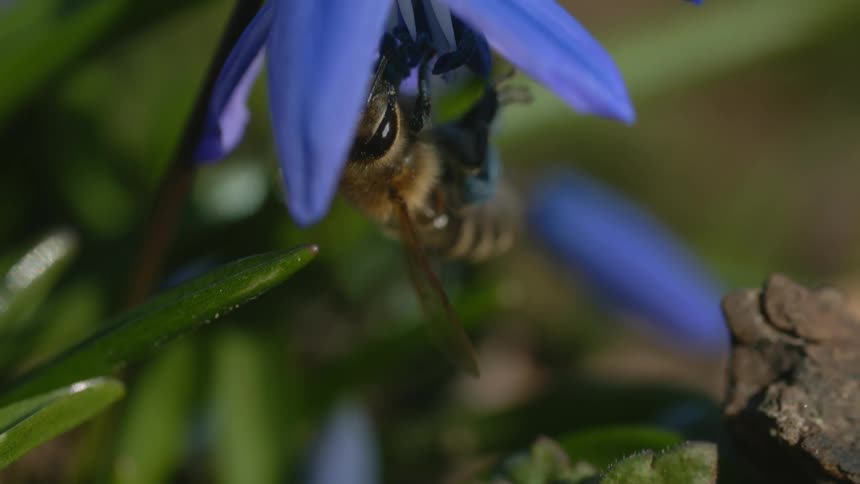 A bumblebee hangs upside down from a blue flower