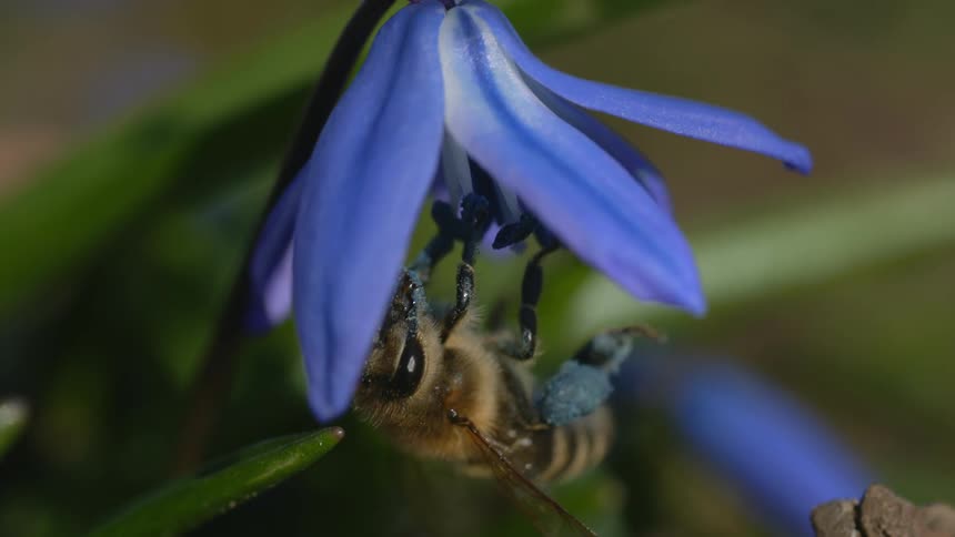 A bee clinging to a flower drinking nectar