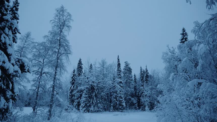 View of snow covered frozen lake and trees