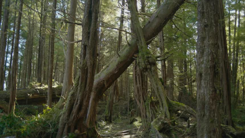 Sunlight shines through the canopy of a forest onto a tree trunk leaning over a walkway