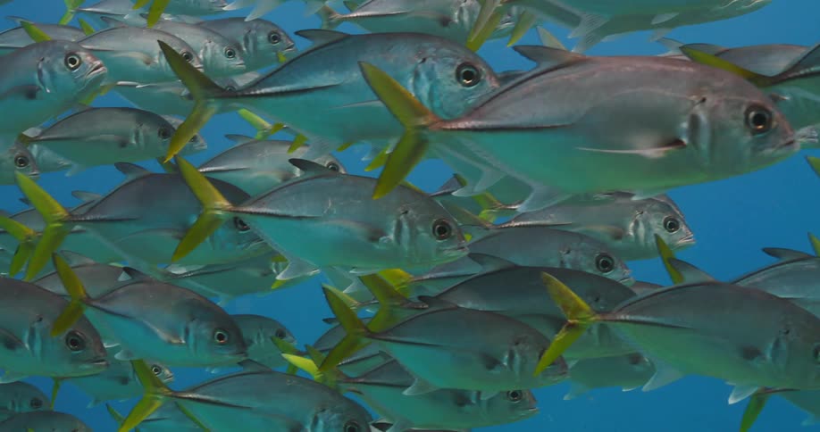 Fish are swimming underwater