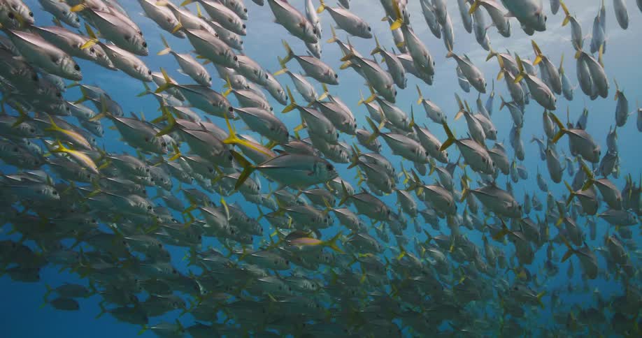 A school of fish swims together in synchron in the ocean