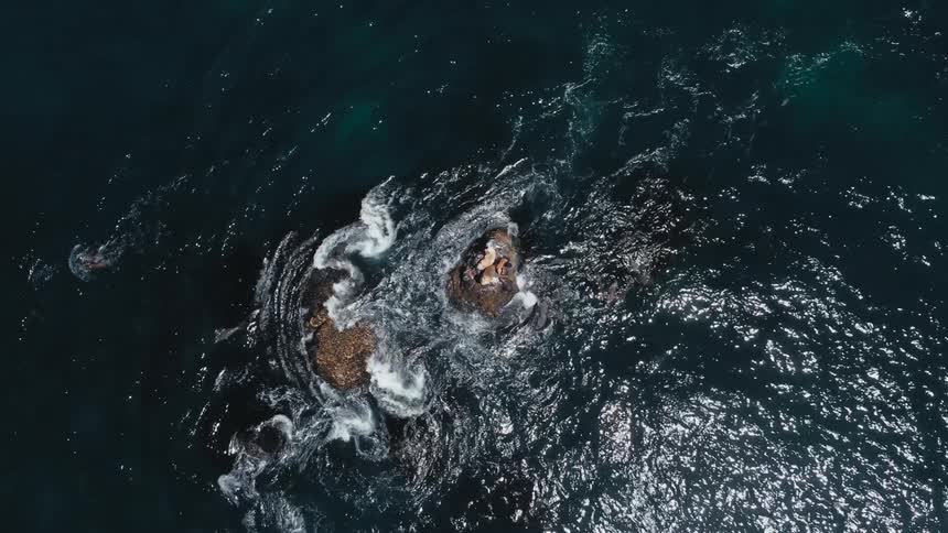 Sea Lions swim past rocks where ocean waves are swirling and splashing