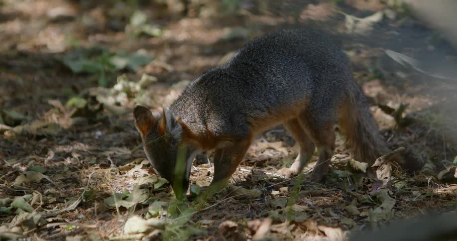 A fox is outdoors eating in its natural habitat