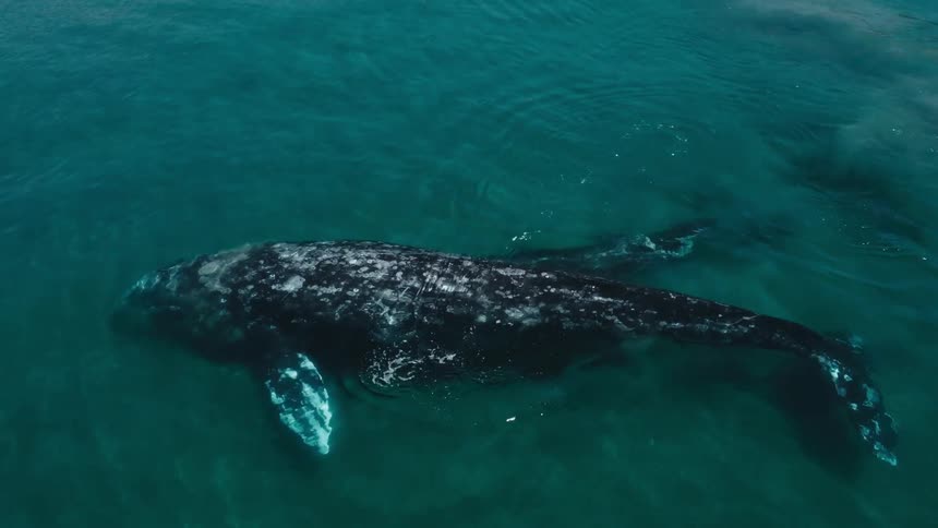 Close up view of a whale swimming in the ocean is displayed