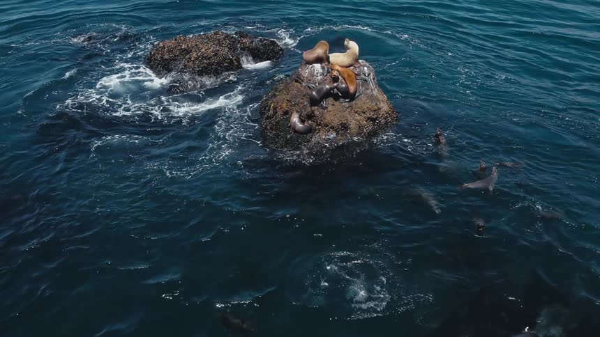 A group of sea lions rest on a rock protruding from the sea during the day