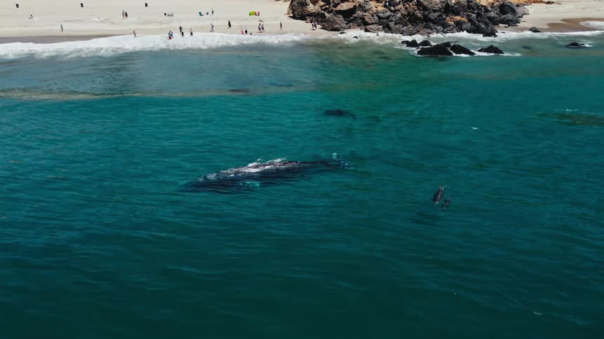 People watch the whales swimming close to the shore