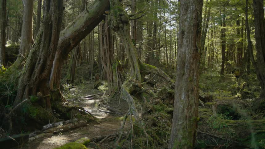 Dense forest with dirt path
