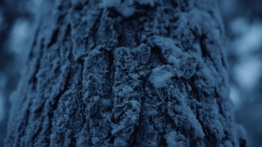 The tree is frozen in the forest