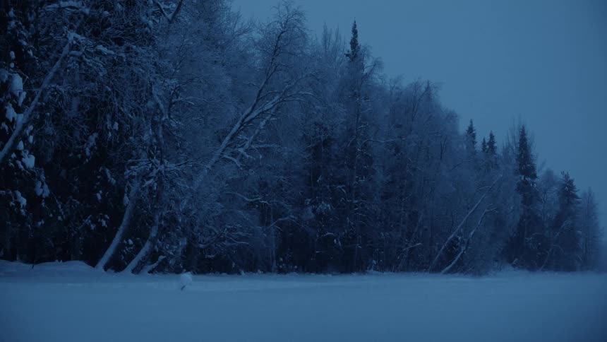 Snow covered field next to the snow covered trees in the forest