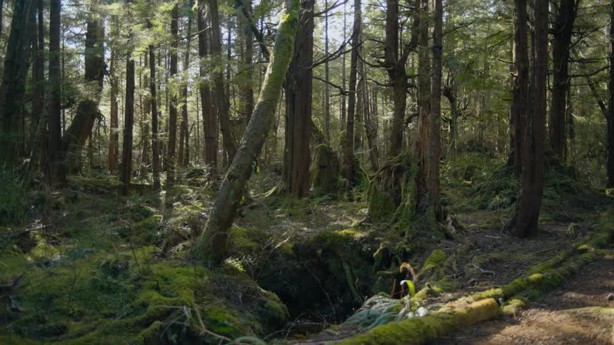 Dense green forest with plants