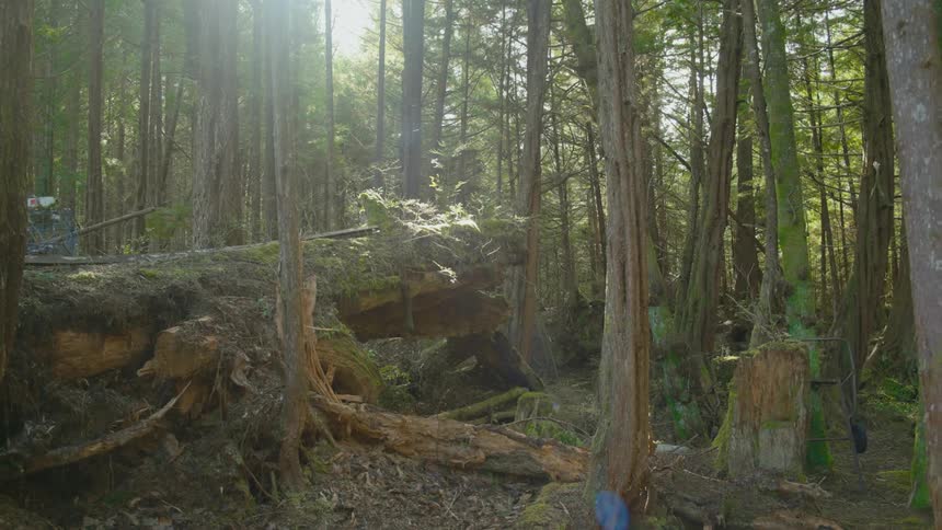 Sunlight shines onto the thin trunks of trees in a forest during the day