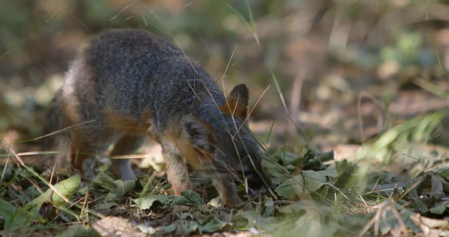 Gray Fox eating grass