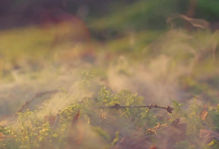 Smoke is floating and wavering above plants and the sun shines and brightens the scene
