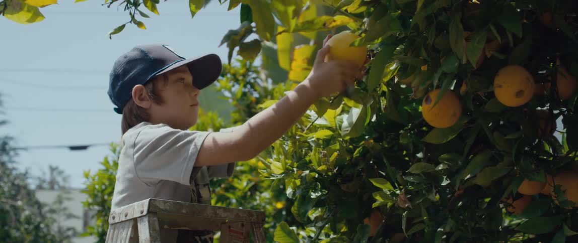 A child is picking oranges from the tree