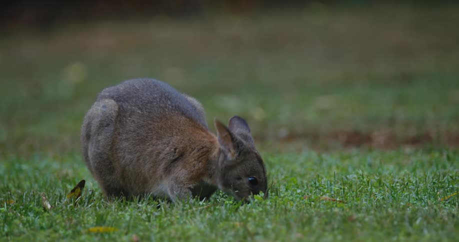 A tasmanian pademelon grazing on grass lifts its head and chews