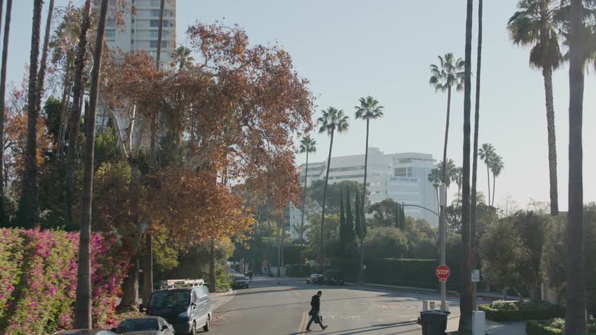A shot of a city road with palm trees installed on both sides