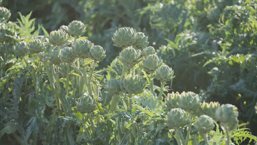 The sunlight shines brightly on plants as they move in the breeze
