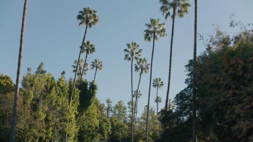 A vehicle drives down a neighborhood street lined with palm trees