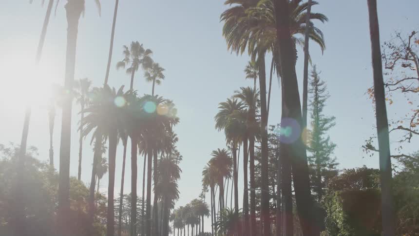 View of tropical trees by the street is displayed
