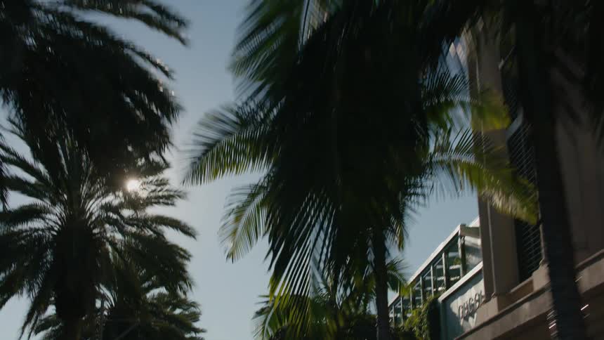 Vehicles move along palm tree lined street past storefronts on a sunny day