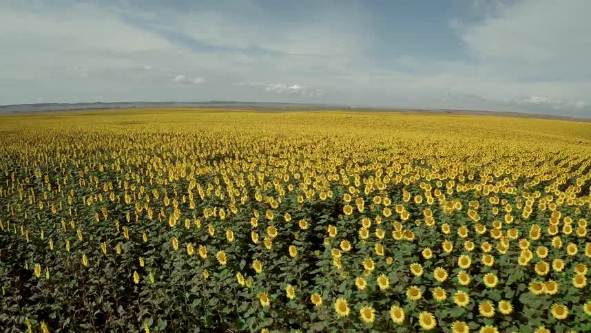 Fast moving view of the top of a sunflower field