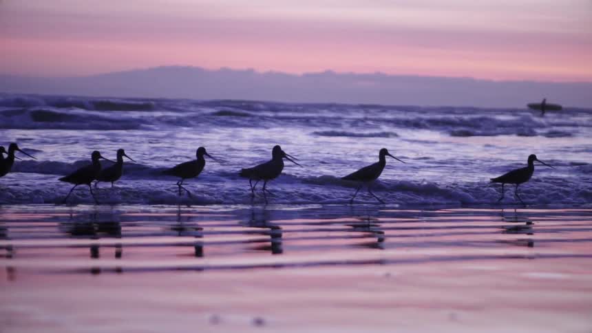 Birds are walking along the shore at sunset