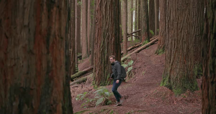 Man walks among giant tree trunks