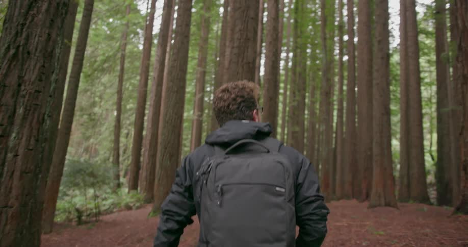 A man is hiking amid redwoods during the day