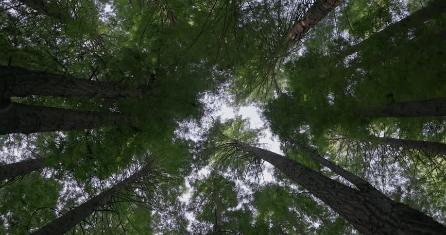 Pine trees sway in the wind during the day