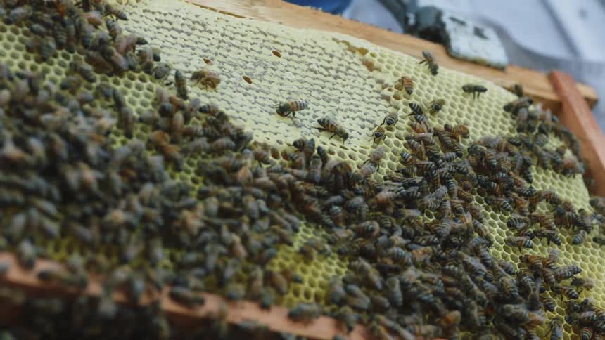 A beekeeper shows a shelf full of bees