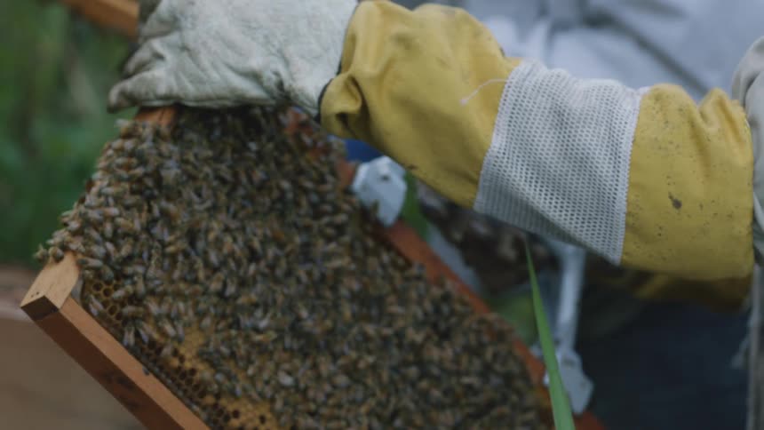 Beekeepers lift the comb