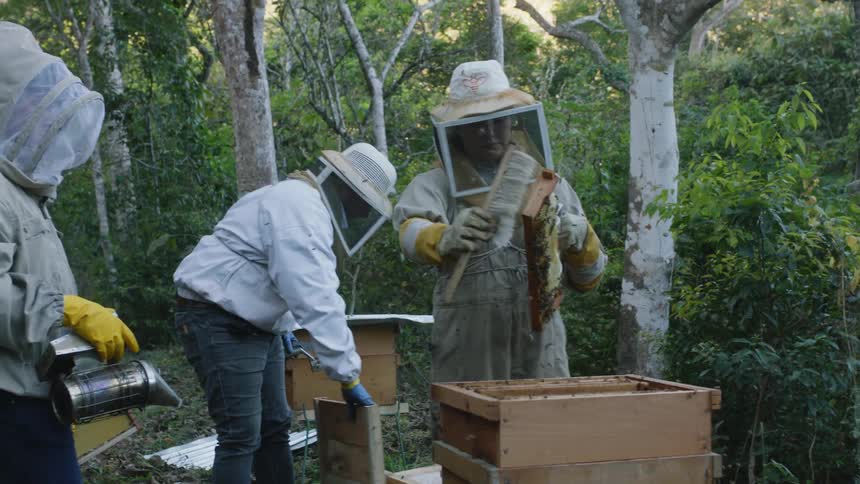 Three beekeepers remove a honey comb from the apiary