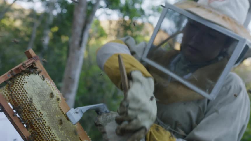 A woman is brushing the bees off the honey comb