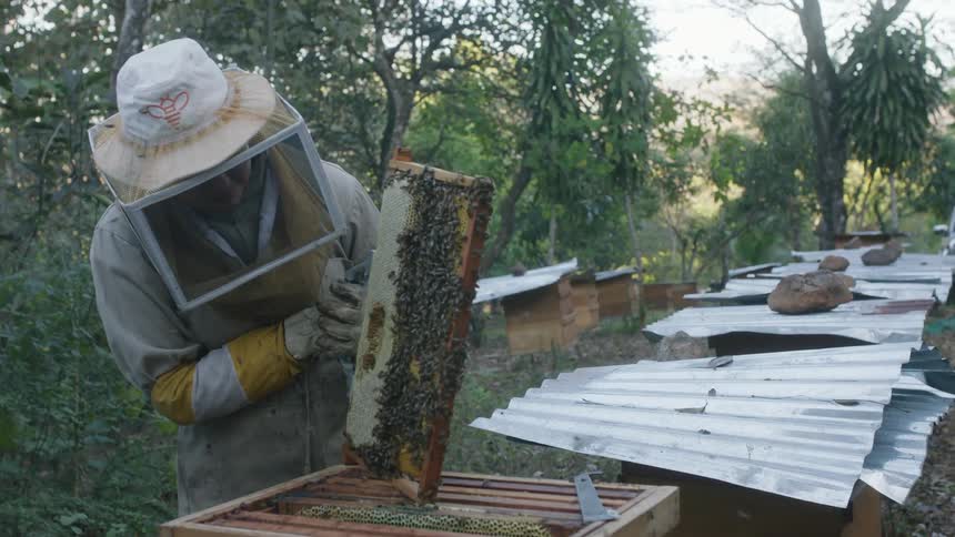 A beekeepers checks on hives in an apiary in the woods