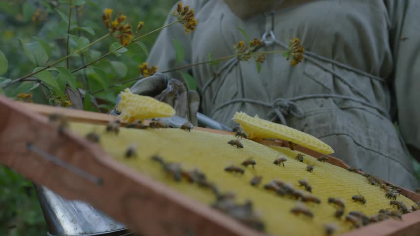 A beekeeper holds a panel from a beehive with honeycomb ready to harvest