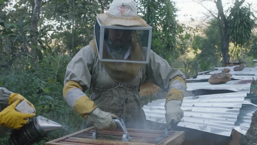 Beekeepers smoke into the apiary