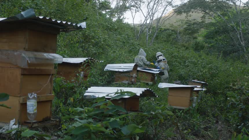 Three beekeepers work on the farm