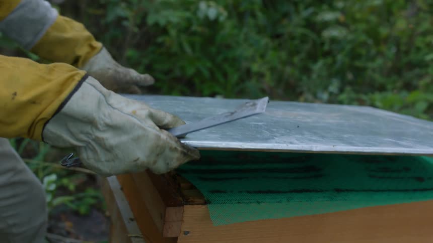 A bee keeper opening a hive