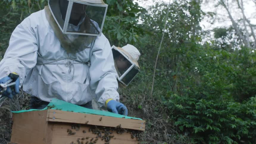 Bees fly around as beekeepers work on their hive