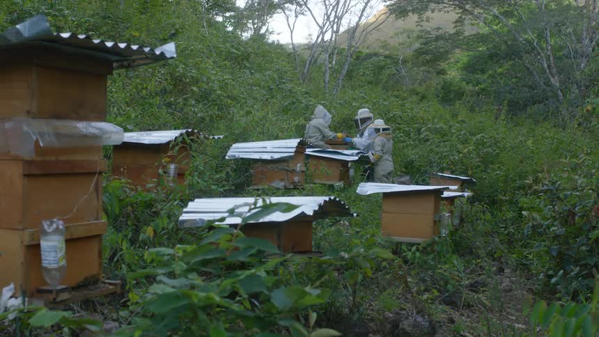 Bees fly around as beekeepers work at a hive