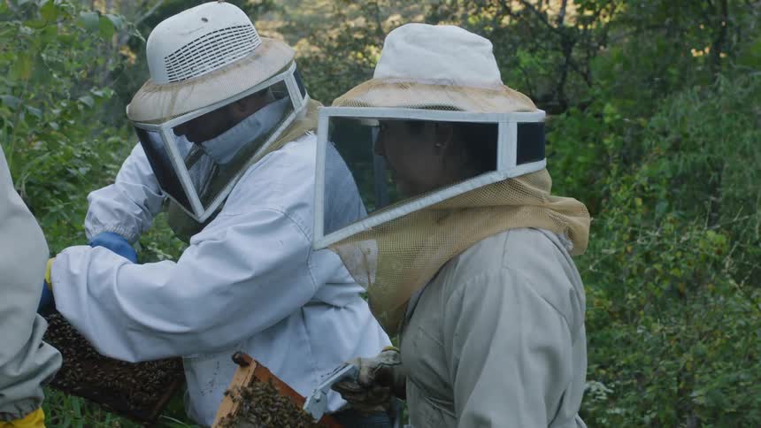 Beekeepers remove honey combs from the apiary